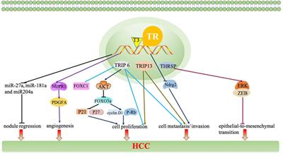 Targeting Thyroid Hormone/Thyroid Hormone Receptor Axis: An Attractive Therapy Strategy in Liver Diseases